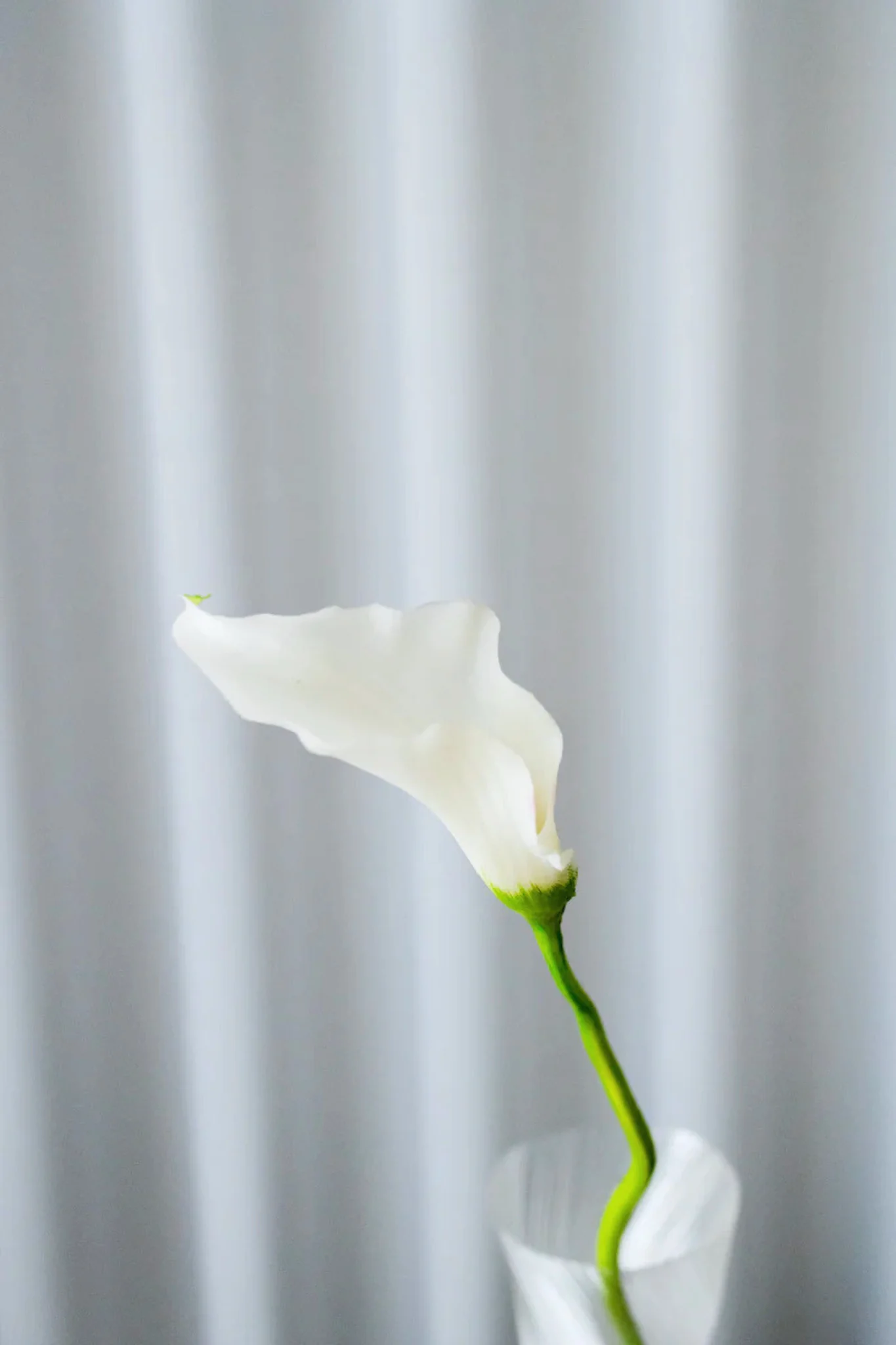 Kunstig Calla lilje - hvid - Image 4