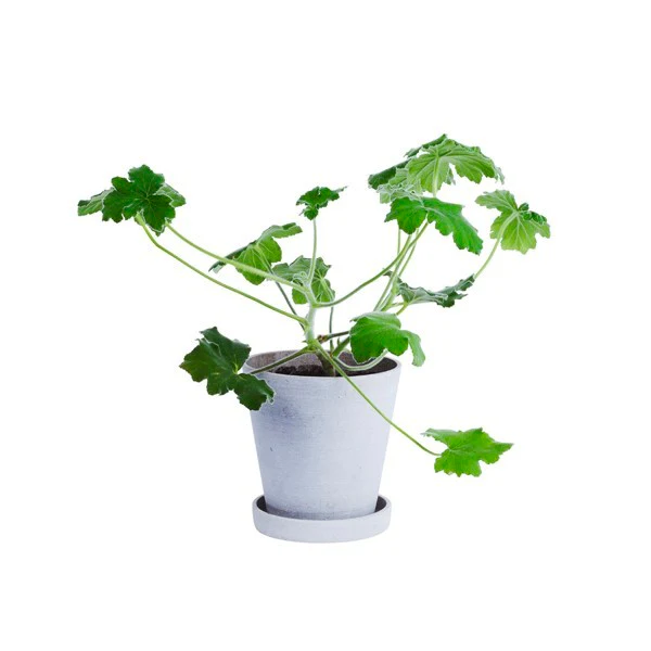 Flowerpot urtepotteskjuler M - grå - Ø: 14 cm. - Image 2