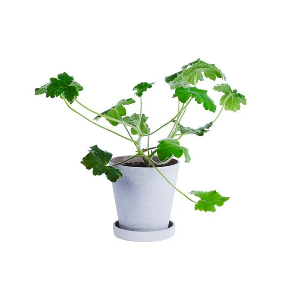 Flowerpot urtepotteskjuler, XL - grå - Ø: 21,5 cm. - Image 2